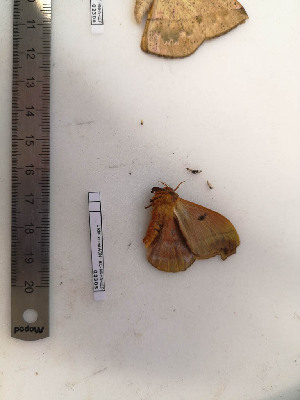  ( - BC-MNHN-LEP02305)  @11 [ ] CC-By (2017) Rodolphe Rougerie MNHN