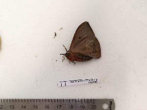  ( - BC-MNHN-LEP02308)  @11 [ ] CC-By (2017) Rodolphe Rougerie MNHN