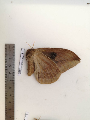  ( - BC-MNHN-LEP02312)  @11 [ ] CC-By (2017) Rodolphe Rougerie MNHN