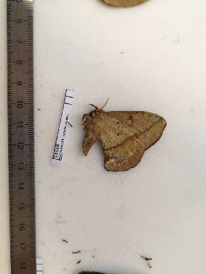  ( - BC-MNHN-LEP02313)  @11 [ ] CC-By (2017) Rodolphe Rougerie MNHN