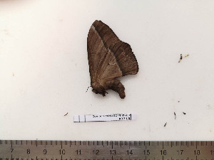  ( - BC-MNHN-LEP02316)  @11 [ ] CC-By (2017) Rodolphe Rougerie MNHN