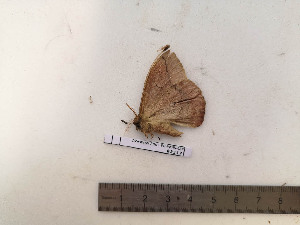  ( - BC-MNHN-LEP02317)  @11 [ ] CC-By (2017) Rodolphe Rougerie MNHN