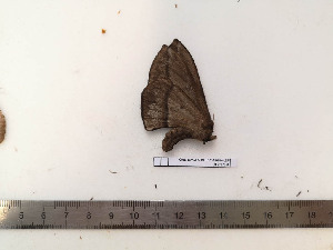  ( - BC-MNHN-LEP02318)  @11 [ ] CC-By (2017) Rodolphe Rougerie MNHN