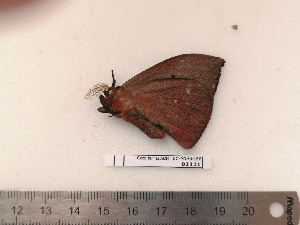  ( - BC-MNHN-LEP02321)  @11 [ ] CC-By (2017) Rodolphe Rougerie MNHN