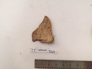  ( - BC-MNHN-LEP02322)  @11 [ ] CC-By (2017) Rodolphe Rougerie MNHN