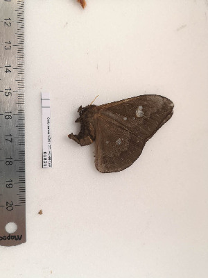  ( - BC-MNHN-LEP01821)  @11 [ ] CC-By (2017) Rodolphe Rougerie MNHN