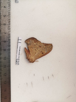  ( - BC-MNHN-LEP01823)  @11 [ ] CC-By (2017) Rodolphe Rougerie MNHN