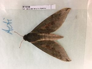  ( - BC-MNHN-LEP00311)  @11 [ ] CreativeCommons - Attribution (2018) Rodolphe Rougerie Museum national d'Histoire Naturelle, Paris
