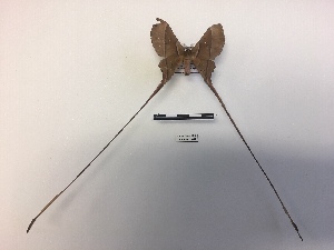  ( - EL62959)  @11 [ ] Copyright (2019) Rodolphe Rougerie French Museum of Natural History