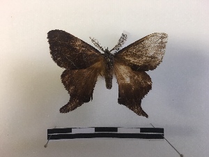  ( - RROU00878)  @11 [ ] Copyright (2019) Rodolphe Rougerie French Museum of Natural History
