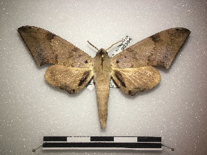  (Polyptychus herbuloti - BC-MNHN-LEP00304)  @14 [ ] Copyright (2019) Rodolphe Rougerie Muséum national d'Histoire naturelle, Paris