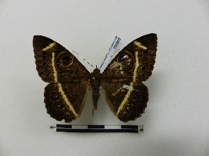  ( - BC-MNHN-LEP00005)  @11 [ ] CreativeCommons - Attribution (2018) Rodolphe Rougerie Museum national d'Histoire naturelle