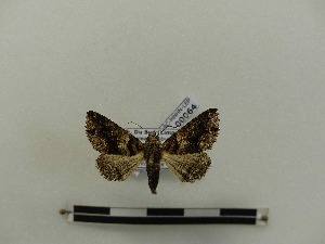 ( - BC-MNHN-LEP00064)  @12 [ ] CreativeCommons - Attribution (2018) Rodolphe Rougerie Museum national d'Histoire naturelle