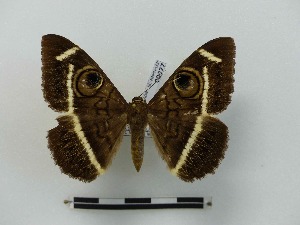  ( - BC-MNHN-LEP00077)  @11 [ ] CreativeCommons - Attribution (2018) Rodolphe Rougerie Museum national d'Histoire naturelle