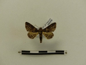  ( - BC-MNHN-LEP00089)  @12 [ ] CreativeCommons - Attribution (2018) Rodolphe Rougerie Museum national d'Histoire naturelle