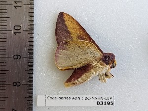  ( - BC-MNHN-LEP03195)  @11 [ ] CC-by (2023) Rodolphe Rougerie Museum national d'Histoire naturelle, Paris