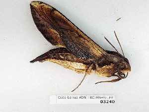  ( - BC-MNHN-LEP03240)  @11 [ ] CC-by (2023) Rodolphe Rougerie Museum national d'Histoire naturelle, Paris