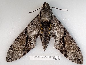  ( - BC-MNHN-LEP03243)  @11 [ ] CC-by (2023) Rodolphe Rougerie Museum national d'Histoire naturelle, Paris