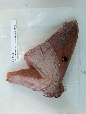  ( - BC-MNHN-LEP03252)  @11 [ ] CC-by (2023) Rodolphe Rougerie Museum national d'Histoire naturelle, Paris