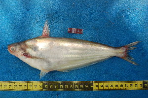  ( - NHPC-20739)  @11 [ ] Unspecified (default): All Rights Reserved  Unspecified Unspecified