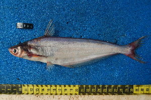  ( - NHPC-20934)  @11 [ ] Unspecified (default): All Rights Reserved  Unspecified Unspecified