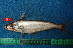  ( - NHPC-21103)  @11 [ ] Unspecified (default): All Rights Reserved  Unspecified Unspecified