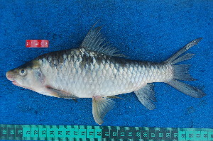  ( - NHPC-21462)  @11 [ ] Unspecified (default): All Rights Reserved  Unspecified Unspecified