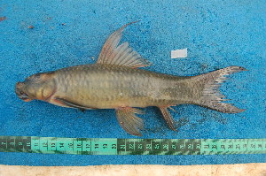  (Labeo rectipinnis - NHPC-21952)  @11 [ ] by-nc-sa (2025) Herve Tjomb Universite de Ngaoundere