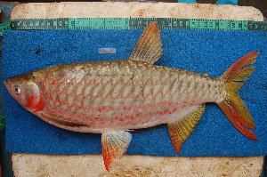  (Brycinus macrolepidotus - NHPC-21996)  @11 [ ] Unspecified (default): All Rights Reserved  Unspecified Unspecified