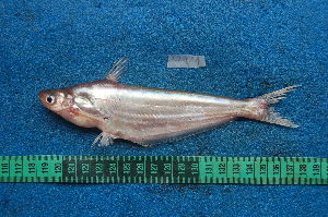  ( - NHPC-22011)  @11 [ ] Unspecified (default): All Rights Reserved  Unspecified Unspecified