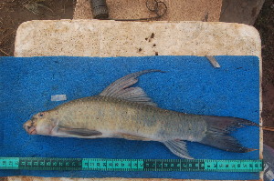  ( - NHPC-23820)  @11 [ ] by-nc-sa (2025) Herve Tjomb Universite de Ngaoundere