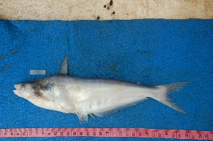  ( - NHPC-KI4754)  @11 [ ] Unspecified (default): All Rights Reserved  Unspecified Unspecified