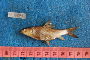  ( - NHPC-KI4803)  @11 [ ] Unspecified (default): All Rights Reserved  Unspecified Unspecified