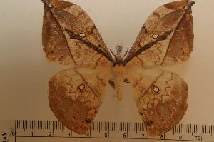  ( - BC-Basq1099)  @13 [ ] Copyright (2010) Patrick Basquin Research Collection of Patrick Basquin