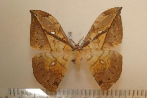  ( - BC-Basq1109)  @13 [ ] Copyright (2010) Patrick Basquin Research Collection of Patrick Basquin