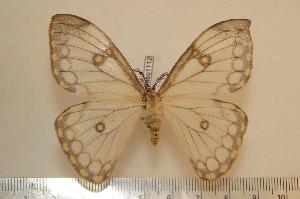  ( - BC-Basq1112)  @14 [ ] Copyright (2010) Patrick Basquin Research Collection of Patrick Basquin