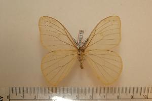  ( - BC-Basq1119)  @13 [ ] Copyright (2010) Patrick Basquin Research Collection of Patrick Basquin