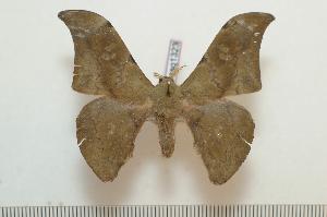  ( - BC-Basq1323)  @13 [ ] Copyright (2010) Patrick Basquin Research Collection of Patrick Basquin