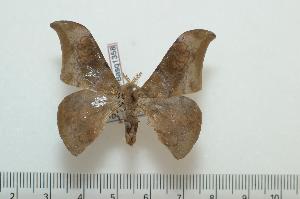  ( - BC-Basq1358)  @13 [ ] Copyright (2010) Patrick Basquin Research Collection of Patrick Basquin