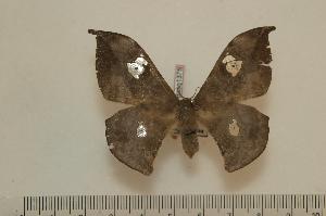  ( - BC-Basq1375)  @13 [ ] Copyright (2010) Patrick Basquin Research Collection of Patrick Basquin