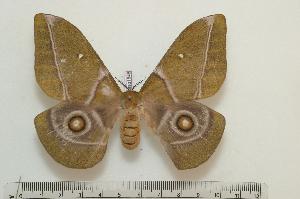 (Gonimbrasia gabunica - BC-Basq 1545)  @14 [ ] Copyright (2010) Patrick Basquin Research Collection of Patrick Basquin