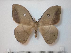  ( - BC-Basq0780)  @14 [ ] Copyright (2010) Patrick Basquin Research Collection of Patrick Basquin