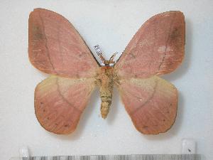  ( - BC-Basq0782)  @14 [ ] Copyright (2010) Patrick Basquin Research Collection of Patrick Basquin