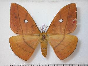  ( - BC-Basq0785)  @13 [ ] Copyright (2010) Patrick Basquin Research Collection of Patrick Basquin