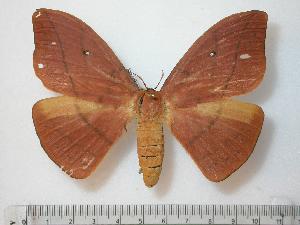  ( - BC-Basq0786)  @13 [ ] Copyright (2010) Patrick Basquin Research Collection of Patrick Basquin