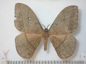  ( - BC-Basq0788)  @14 [ ] Copyright (2010) Patrick Basquin Research Collection of Patrick Basquin