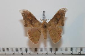  ( - BC-Basq 2266)  @13 [ ] Copyright (2010) Patrick Basquin Research Collection of Patrick Basquin