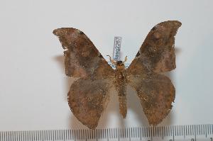  ( - BC-Basq 2267)  @13 [ ] Copyright (2010) Patrick Basquin Research Collection of Patrick Basquin