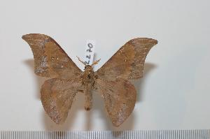  ( - BC-Basq 2270)  @13 [ ] Copyright (2010) Patrick Basquin Research Collection of Patrick Basquin