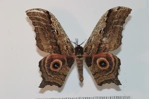  ( - BC-Basq 2318)  @14 [ ] Copyright (2010) Patrick Basquin Research Collection of Patrick Basquin